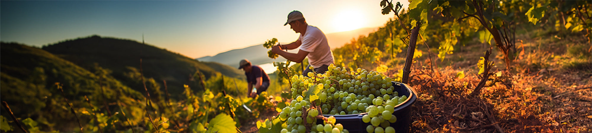 Laarman Wines