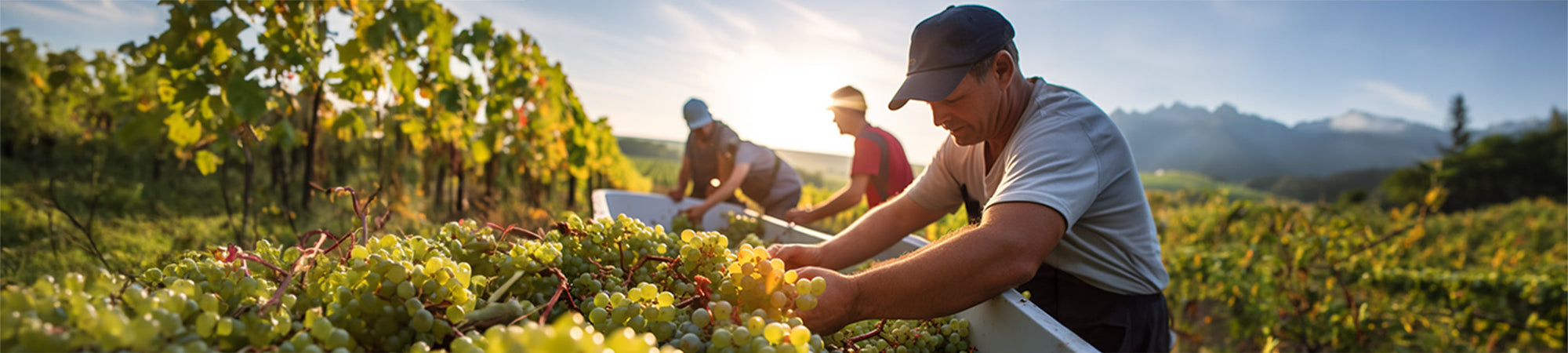 Glover Family Vineyards